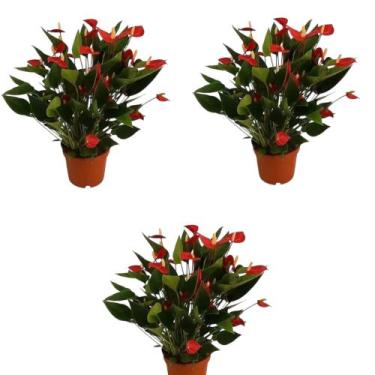 Imagem de Mini Antúrio Vermelho 3 Un Planta Adulta E Natural Exótica - green hou