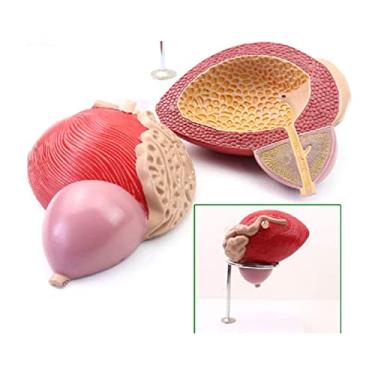 Imagem de Modelo de próstata de bexiga humana, 3 vezes em tamanho real, sistema urogenital, anatomia, modelo médico de urologia, modelo de anatomia de uretra para educação e ensino