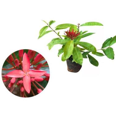 Imagem de Muda de Ixora Rei 20 a 40cm AMK - Plantas Online - AMK Jardinagem e Pa