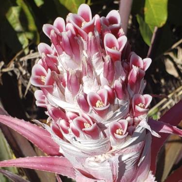 Imagem de Bromélia interior - Planta - Genérico