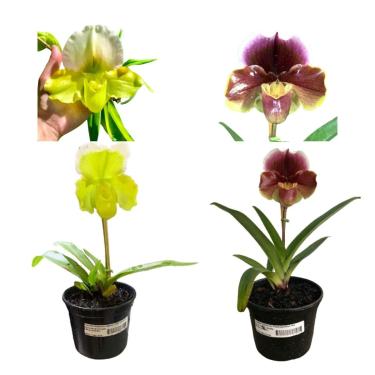 Imagem de Orquidea Kit Paphiopedilum Sapatinho Big Green+Big Brown Planta Rara