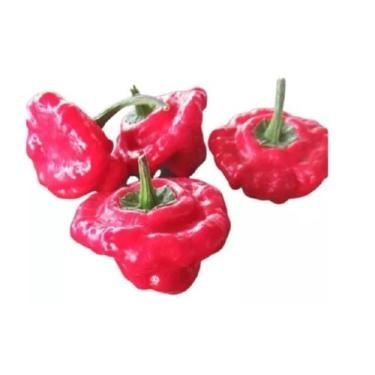 Imagem de 50 Sementes De Pimenta Jamaica Red - SEEDS