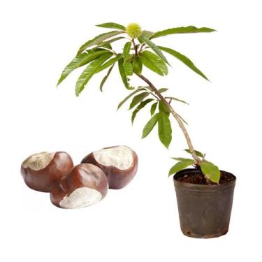 Imagem de Muda de Castanha Portuguesa 20 a 40cm AMK - Plantas Online - AMK Jardi