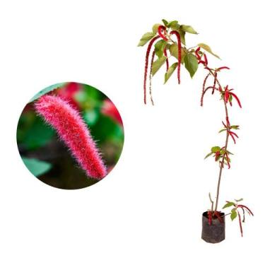 Imagem de Muda de Rabo De Gato 20 a 40cm AMK - Plantas Online - AMK Jardinagem e