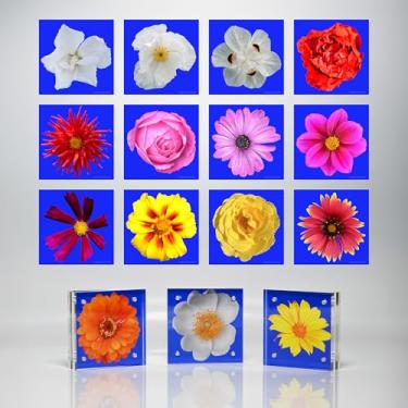 Imagem de Moving Truths Coleção de flores em miniimpressão para decoração de mesa, mesa ou prateleira – desenhos florais de 38 x 7 cm com 3 molduras acrílicas de 7 x 7 cm (fundos azuis)