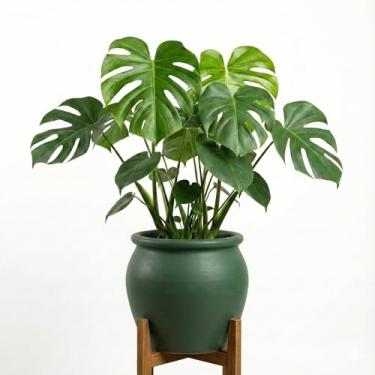 Imagem de Genérico Vaso Redondo para Plantas, Uso Interno, Tamanho M, Vermelho, Resina, Acabamento Laqueado, Formato Redondo, Vaso de Chão, Decorativo, 11x12x10 cm