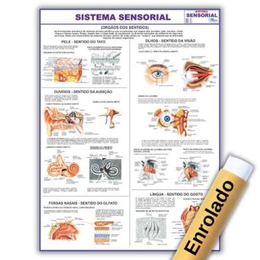 Imagem de Mapa Anatômico Enrolado Do Sistema Sensorial 120x90 Cm - Medicina - En
