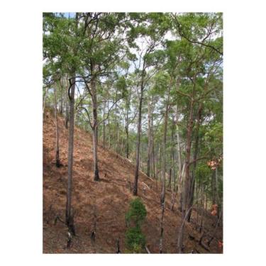 Imagem de Sementes Eucalipto Urophylla p/ Produção de Mourão 2g