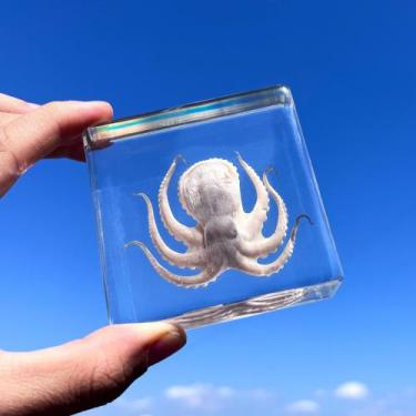 Imagem de Taxidermia: polvo em resina, modelo real, animais, decoração de espéci