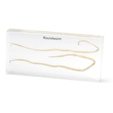 Imagem de Peso de papel de amostra embutido de lombriga em resina em bloco de lucite transparente