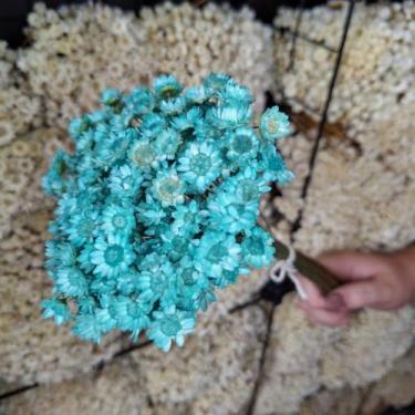 Imagem de Flores Sempre Viva Secas Bege – Buquê Natural para Decoração e Arranjos (Tifany,5 buquês (1.000 florzinhas))