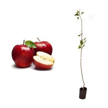 Imagem de Muda de Maçã Gala 50 a 80cm AMK - Plantas Online - AMK Jardinagem e Pa