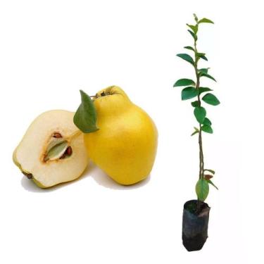 Imagem de Muda de Marmelo 50 a 80cm AMK - Plantas Online - AMK Jardinagem e Pais