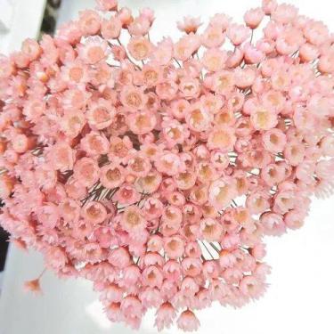 Imagem de Sempre Viva Florzinha Cor De Rosa I Flores Desidratadas - Tem Flores
