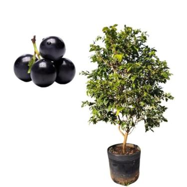 Imagem de Muda De Jabuticaba Hibrida Em Fase De Produção - Ideal Para Vasos