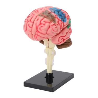 Imagem de Modelo Anatômico do Cérebro Humano, Modelo de Cérebro Humano de Plástico para Neurociência, Estrutura de Neuroanatomia do Modelo Cerebral Com Expositor, para Aprendizagem