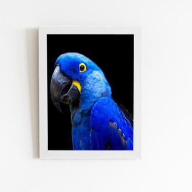 Imagem de Arara Azul-grande Aves Animais Quadro Moldura Branca 60x40cm - PlimSho