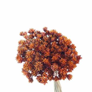 Imagem de Planta Seca Botão Espeta Nariz Desidratado Laranja - Pense Flores