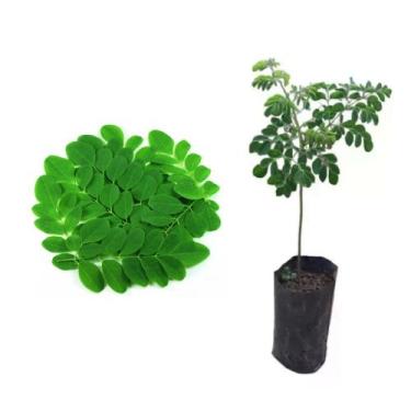 Imagem de Muda de Moringa Pronta Para Plantio 10 cm a 40 cm - AMK - Jardinagem e