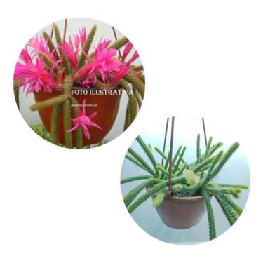 Imagem de Cacto Rabo De Rato -aporocactus Flagelliformis Planta Grande - Ta na M