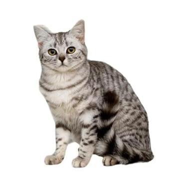 Imagem de Protetor De Móveis Autoadesivo Para Gatos, Capa De Sofá DIY, Proteção 