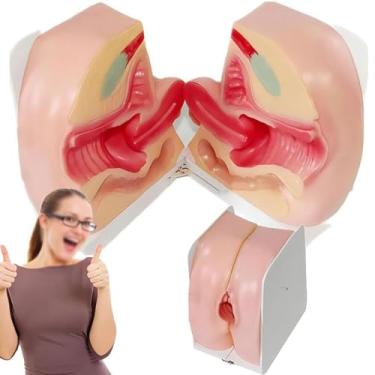 Imagem de Modelo de orientação contraceptiva feminina, modelo anatômico de sistema de reprodução interna e externa em tamanho real, modelo de útero humano, para ensino e apresentação, bege, 30 x 20 x 25 cm