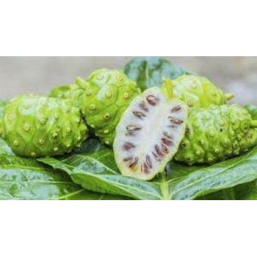 Imagem de Kit 2 Mudas De Noni - Mudas Herculândia