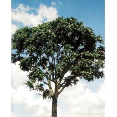 Imagem de Kit - 5 Mudas De Cedro Rosa - Mudas Herculandia