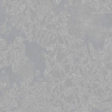 Imagem de Papel De Parede Colorkey Moderno Cinza E Prata Col1046