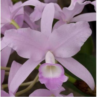 Imagem de Orquídea Skinneri Coerulescens Muda em Toquinho (3300) - Jardim com Fl