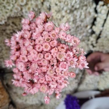 Imagem de Kit 1.600 Flores Sempre-Vivas Tipo 1 Extra | Flores Secas Naturais p/ Decoração, Arranjos e Presentes | Buquês Premium | Oferta Especial(Rosé)