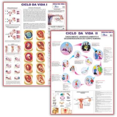 Imagem de Mapas de Anatomia: Ciclo da Vida 1 + Ciclo da Vida 2 - Dobrados- Escol