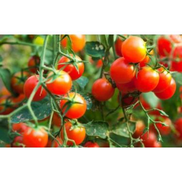 Imagem de Tomate Cereja -500mg de Sementes - Isla
