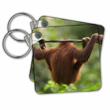 Imagem de 3dRose Chaveiros Orangotango, Sabah, Malásia, conjunto de 2, 5,7 x 5,7 cm (kc_257214_1)