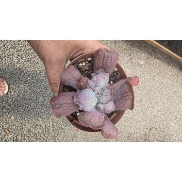 Imagem de Planta Suculenta Echeveria Línguas, Vaso 11 cm