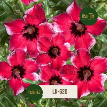 Imagem de Rosa do Deserto ROSA PINK DE MIOLO PRETO OLHO DE BONECA SINGELA LK620 