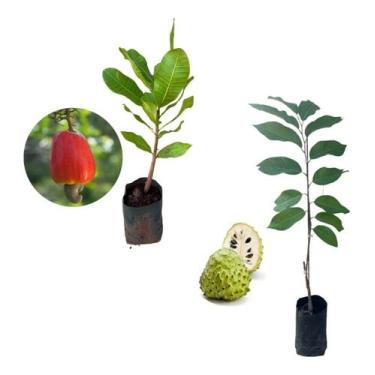 Imagem de Kit 2 Mudas - 1 Atemoia + 1 Caju Anão Vermelho - AMK - Jardinagem e Pa