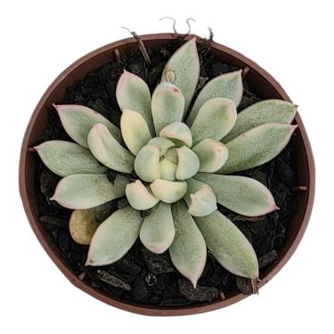 Imagem de Suculenta Echeveria Mebina Variegata, Planta Suculenta em Vaso 6, Verde com Tons Rosa