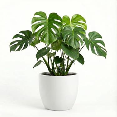 Imagem de Genérico, Vaso Quadrado Clássico Reinventado, Uso Interno, Tamanho M, Preto, Terracota, Vaso de Chão, Quadrado, Montagem em Parede, Vaso de Plantas, 12x6x11 cm