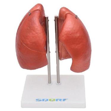 Imagem de Pulmão Segmentado Humano 4 Partes, Anatomia