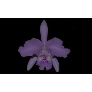 Imagem de Orquídea Cattleya lueddemanniana Orquiven x Ricardo - Cooperorchids