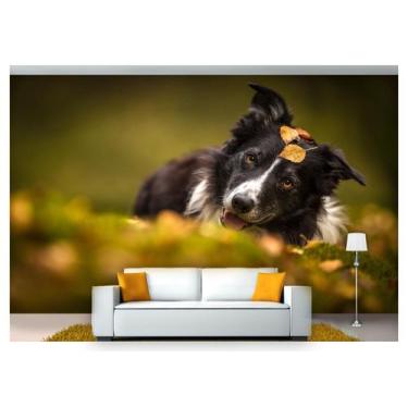 Imagem de Papel De Parede Animais Border Collie 3D Anm144 - Você Decora