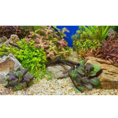 Imagem de Fundo de aquário várias plantas subaquáticas de grama seixos fundo de aquário verde vívido e fresco plantas aquáticas pedra rio cama e madeira morta folhas roxas fundo vinil 61 x 30 cm