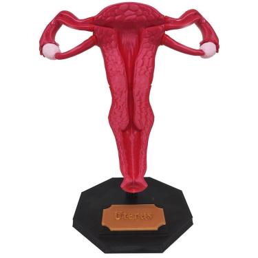 Imagem de Útero 3D Anatomia Estudo Ovário Trompas Falópio Medicina