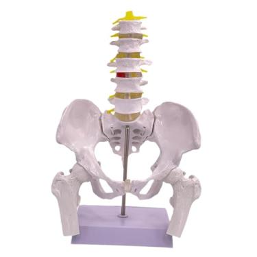 Imagem de MERIGLARE Modelo de Pelve Feminina para Treinamento Médico, Simulador de Anatomia, Modelo em PVC para Estudo e Exibição da Estrutura da Pelve Feminina para o