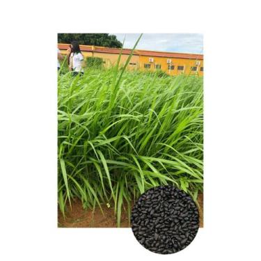 Imagem de Brachiaria Híbrida cv. Dunamis p/ Gado de corte 7kg