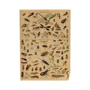 Imagem de Cartazes Vintage com Estampa de Cogumelos, Frutas e Vegetais - Arte Bo
