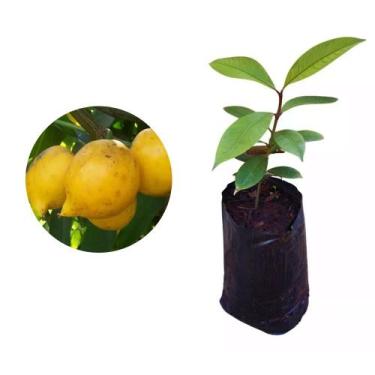 Imagem de Muda de Mangostão Amarelo 20 a 40cm AMK - Plantas Online - Genérico