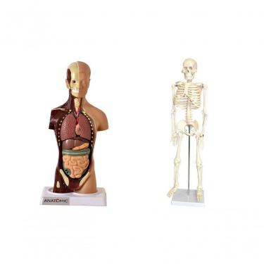 Imagem de Esqueleto 85 Cm + Torso 28 Cm 14 Partes