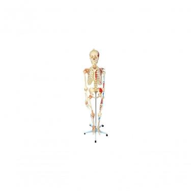 Imagem de Esqueleto Humano 1,68 Cm Ligamentos,articulados E Muscular